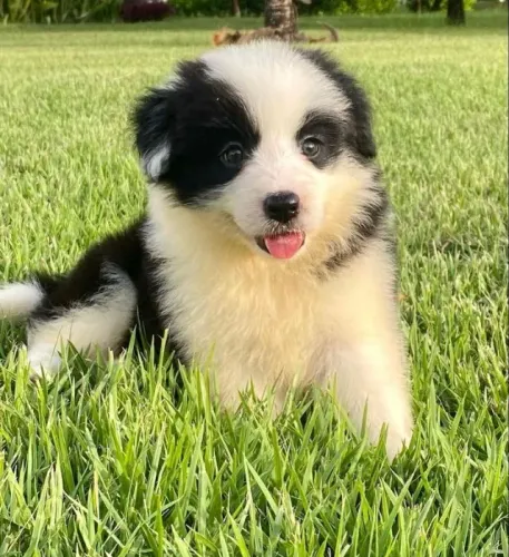 Filhotes de Border Collie leais pura brincadeira !