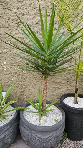 Planta yucca