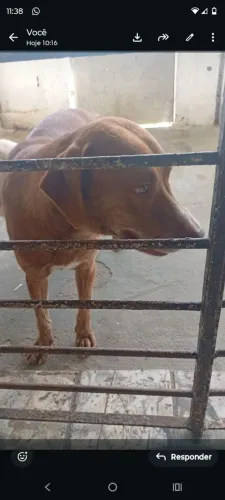 Cachorro pra doar 