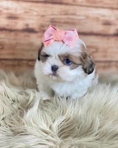 Shihtzu miniatura 