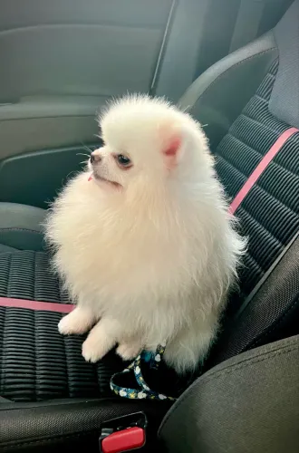 Lulu da pomerânia
