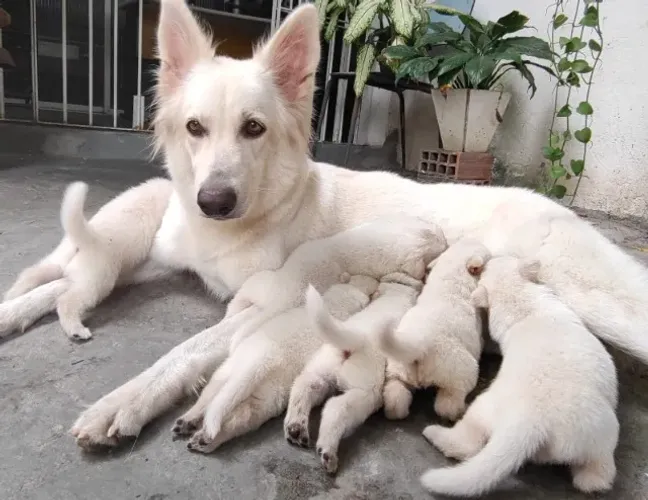 Cão pastor suíço