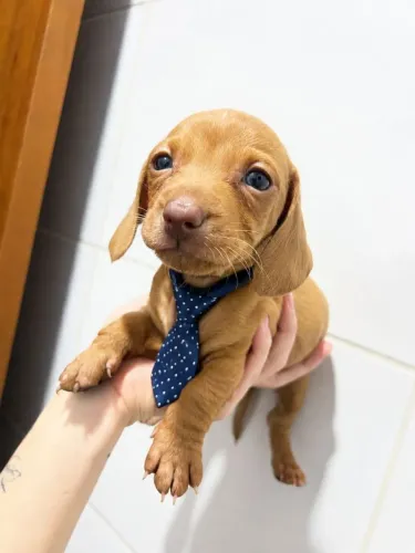 Peludinhos Prontos para Encantar dachshund teckel macho red olhos claros fucinho chocol
