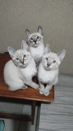 Gatinhos filhotes