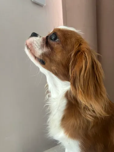 Vende-se Cavalier King Charles Spaniel