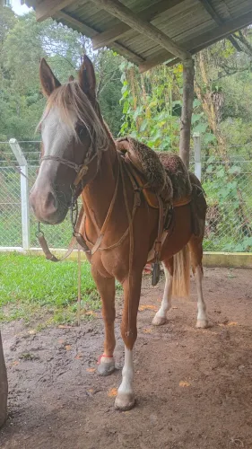 Cavalo tostado crioulo