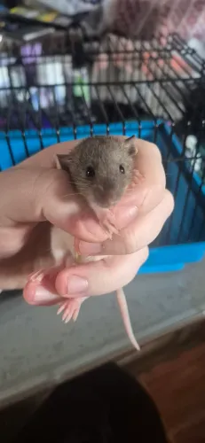 Rato twister filhote fêmea 