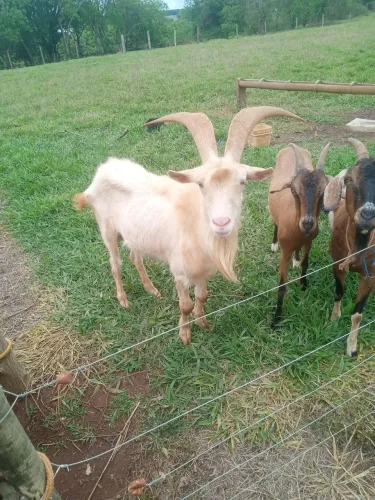 Vendo um casal de cabrito
