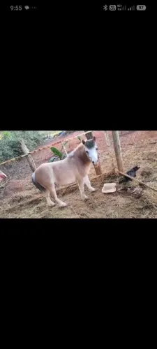 Lindo Mine pônei