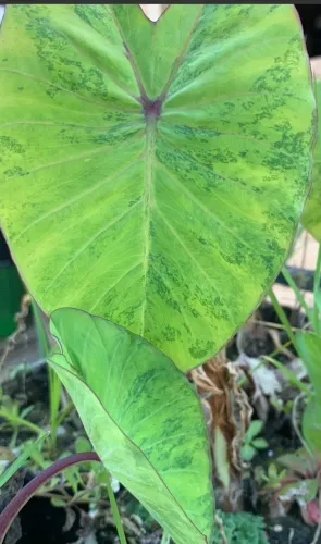 Colocasia Midori  Sour  uma muda 