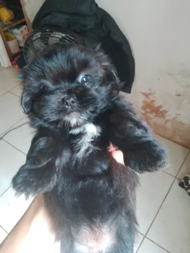Vendo uma Shitzu fêmea 