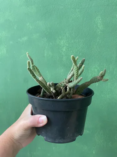 Vaso de Cactos 