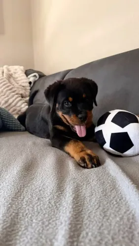 Rottweiler Cachorrinho para quem procura algo fora do padrão