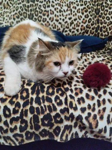 Gata Persa não castrada com 1 ano de idade