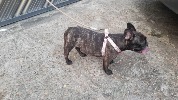 Fêmea Buldog francês adulta