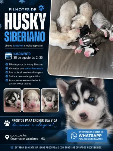? FILHOTE DE HUSKY SIBERIANO À VENDA ?