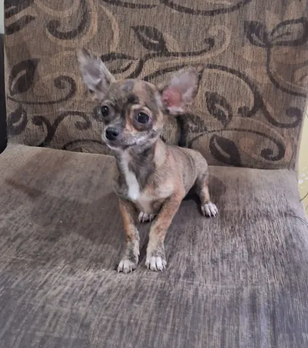 Filhote de chihuahua MACHO
