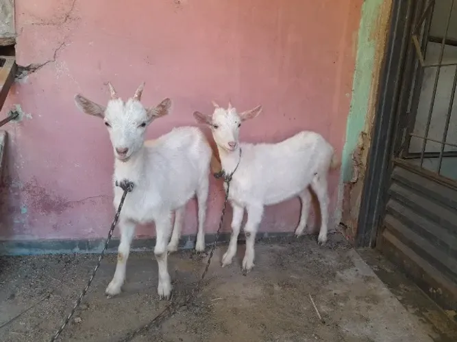 Cabritas novas leiteiras