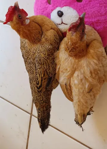 Galinhas garnisé