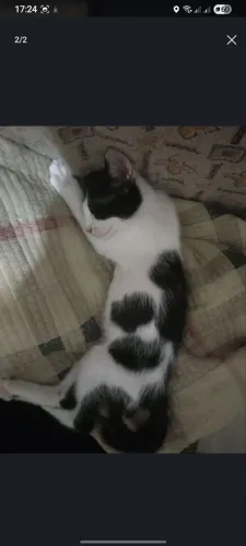 Doação de gatos