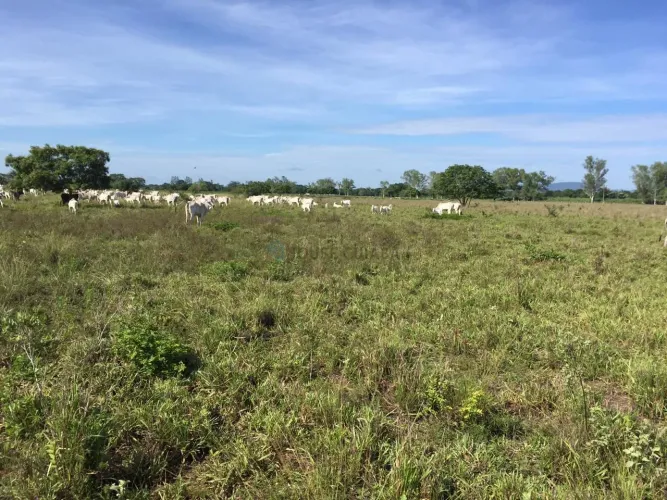 Vendo!!! Uma fazenda de 418 hectares no município de Rosário Oeste MT