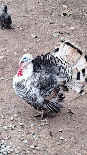 Peru