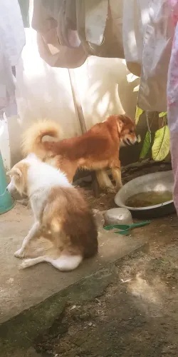 Estou doando cães raça Husk com dalmata