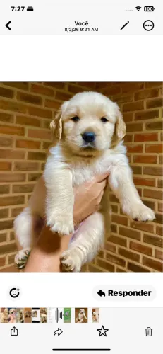 Golden retriever 