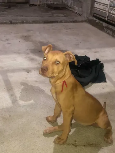 Vendo Pitbull Monster 3 meses 