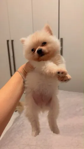 Lulu Pomerania