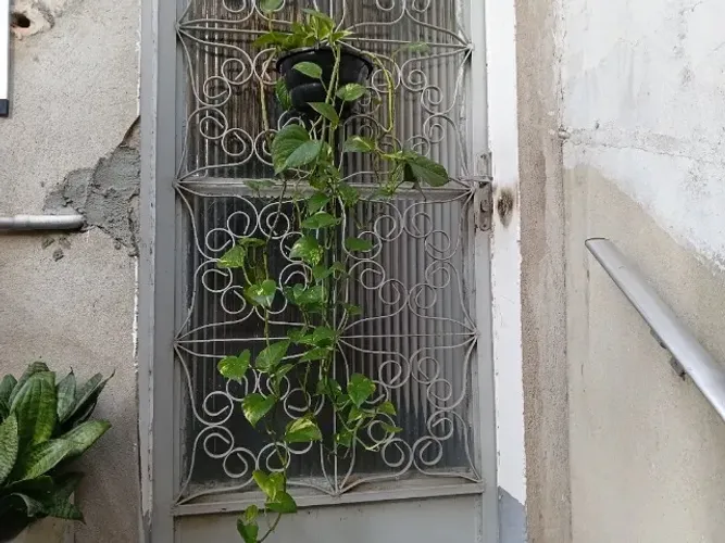 Planta Natural Jiboia Golden Pendente Cuia 21: A Decoração Perfeita para seu Espaço,