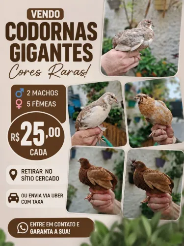 Codornas gigantes raras 