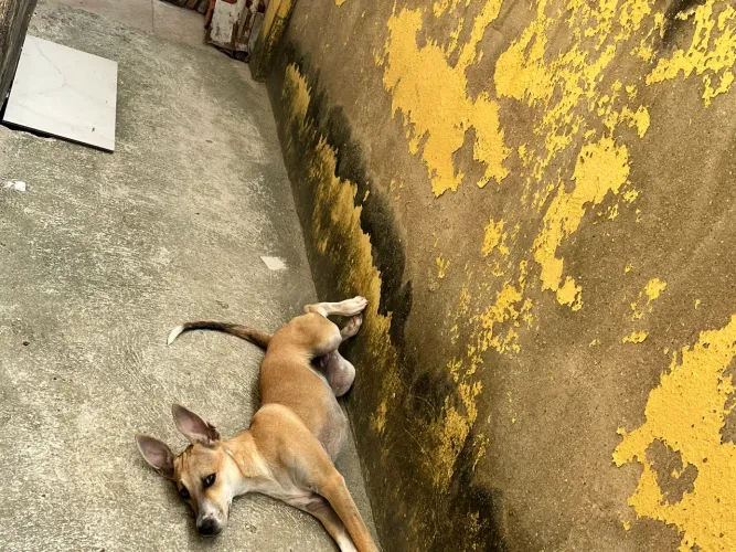 DOAÇÃO RESPONSÁVEL - CACHORRA