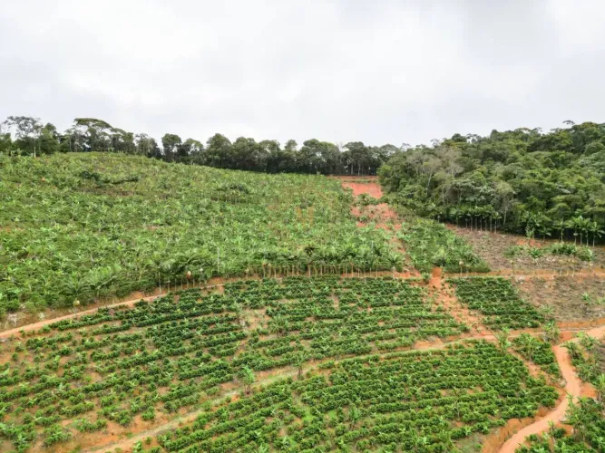 Terreno com Café Arábico de altíssima qualidade produzindo