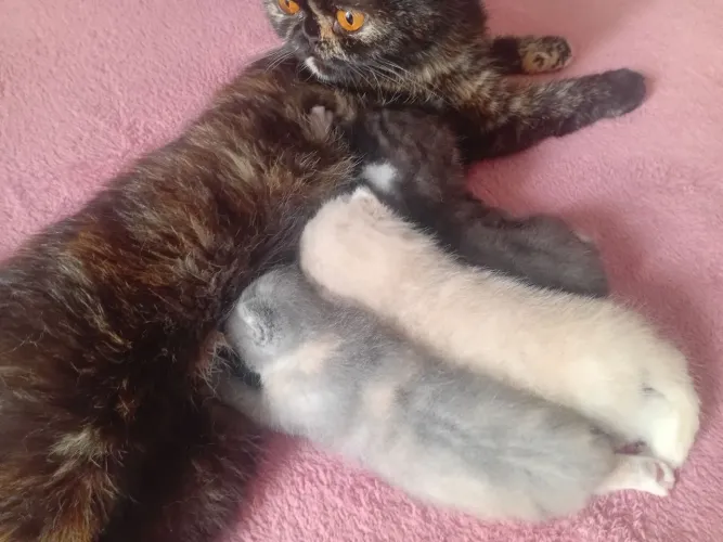 Gata exótica!