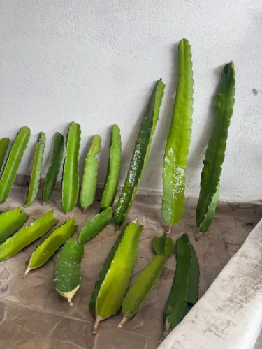 Mudas de pitaya 