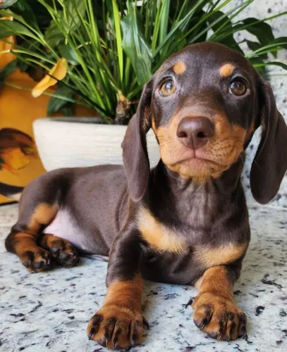 Basset com Pedigree Disponível. Maravilhosos!!! 