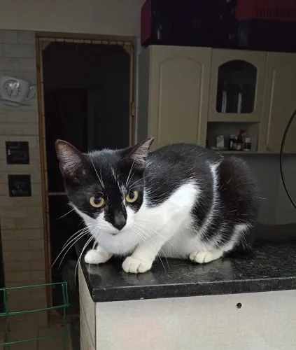 Gatinha castrada para adoção 