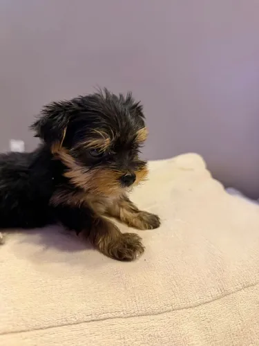 Yorkshire Terrier a venda