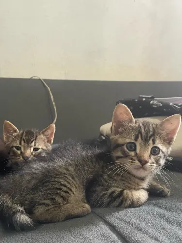 Doa-se gatinhos filhotes