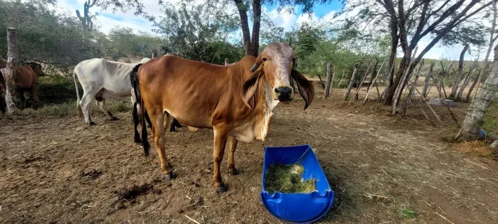GIR LEITEIRO 