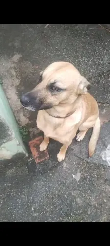 Doa se cachorrinha