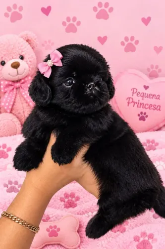 Filhote de Shih tzu fêmea