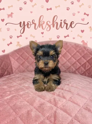Filhotes de Yorkshire Terrier