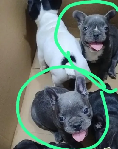 Buldogue Frances Blue Macho
