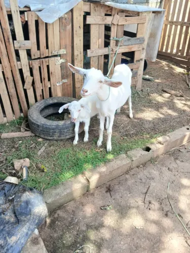 Vendo cabrita nova com 7 meses já teveuma cria 