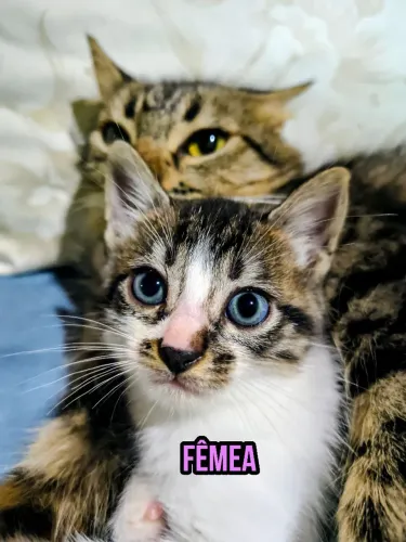 Filhotes: Felinos (as) Para Doação 