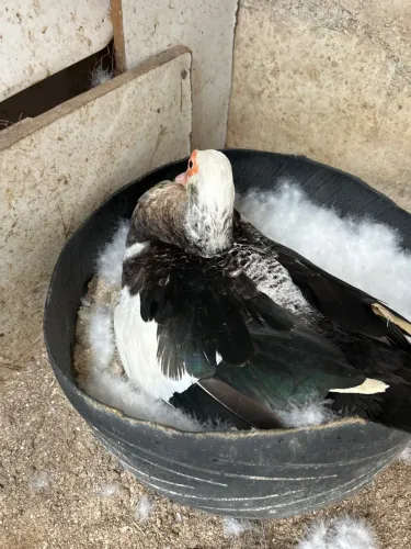 Filhote de patos