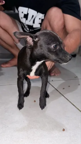 Pinscher macho