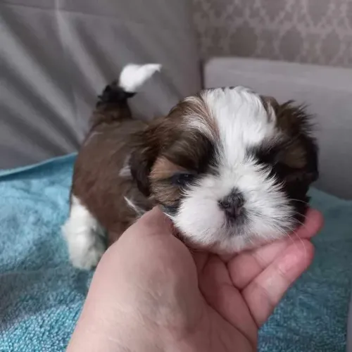 Shih Tzu Que Deixa Sua Marca Por Onde Passa